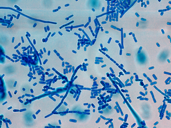 Coloration au bleu coton d'un Geotrichum